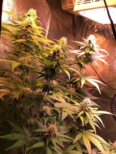 Growreport Bild 6