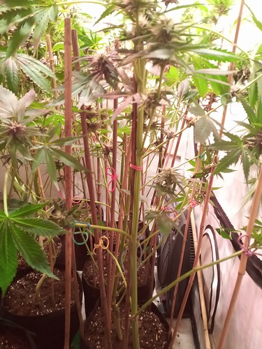 Growreport Bild 22