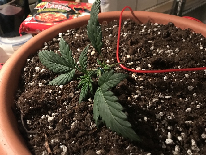 Growreport Bild 5
