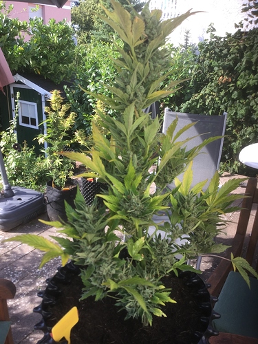 Growreport Bild 6