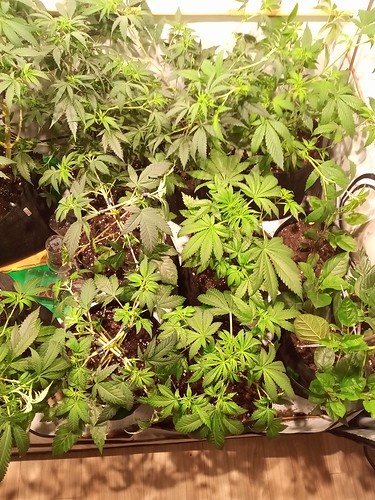 Growreport Bild 9