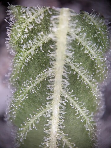 Growreport Bild 19
