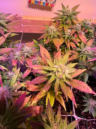 Growreport Bild 20