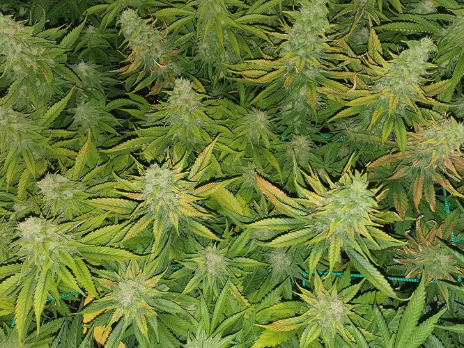 Growreport Bild 6