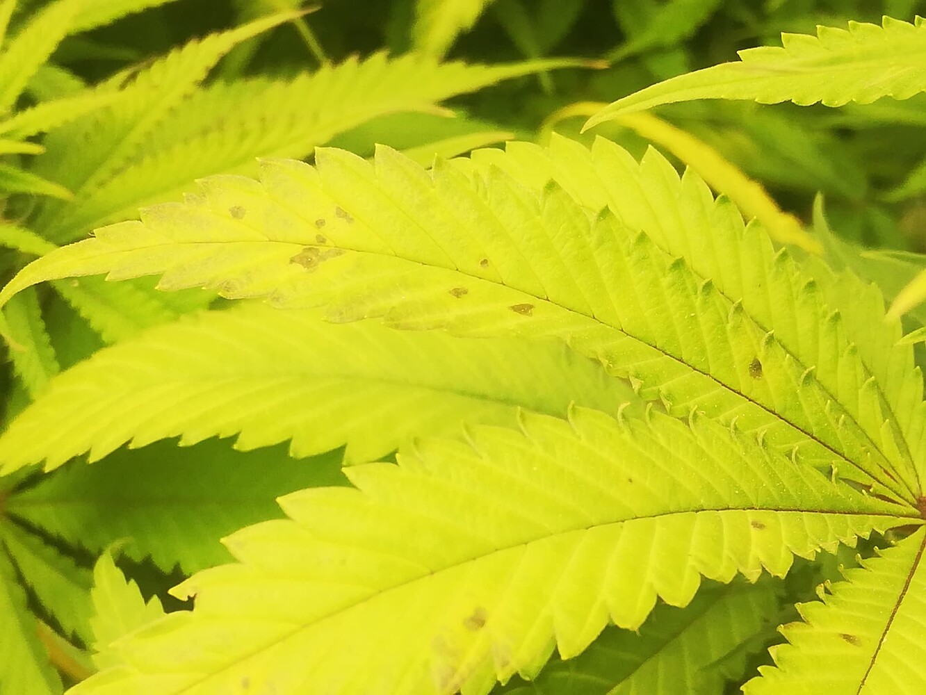 Braune Punkte und hellgrün bis gelbliche Blätter GrowProbleme Forum