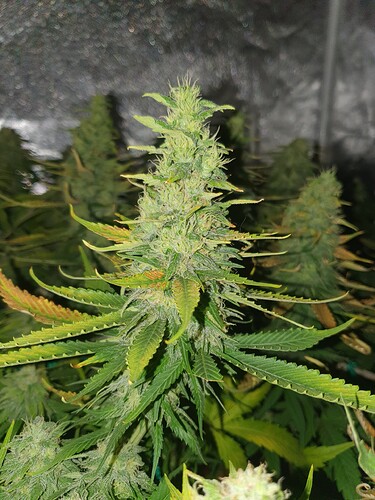 Growreport Bild 12