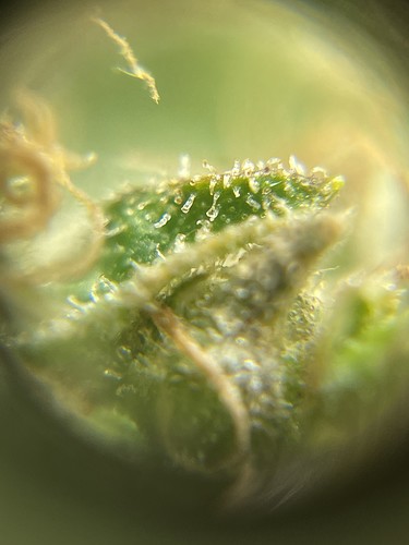 Growreport Bild 33