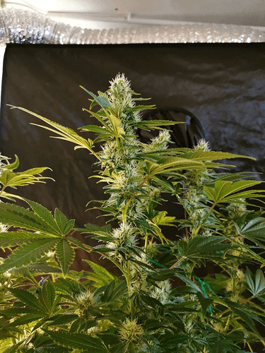 Growreport Bild 3