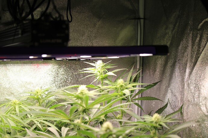 Growreport Bild 1