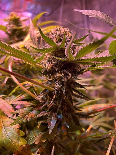Growreport Bild 19