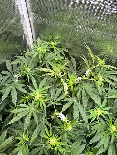 Growreport Bild 19