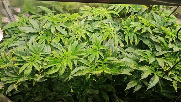Growreport Bild 4