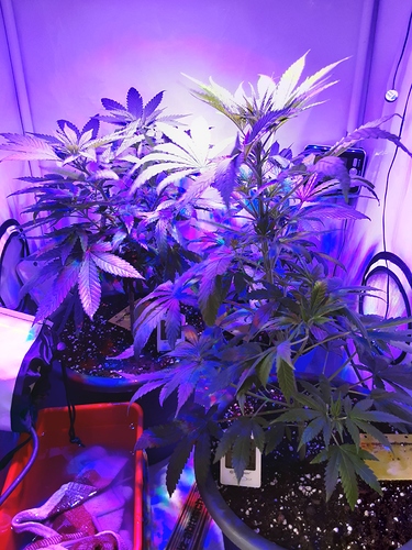 Growreport Bild 24