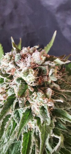 Growreport Bild 72