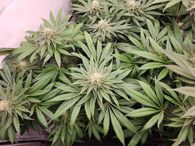Growreport Bild 2