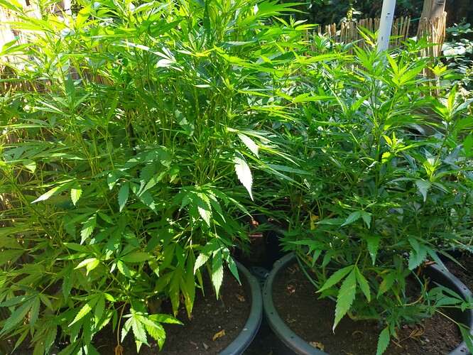 Growreport Bild 3
