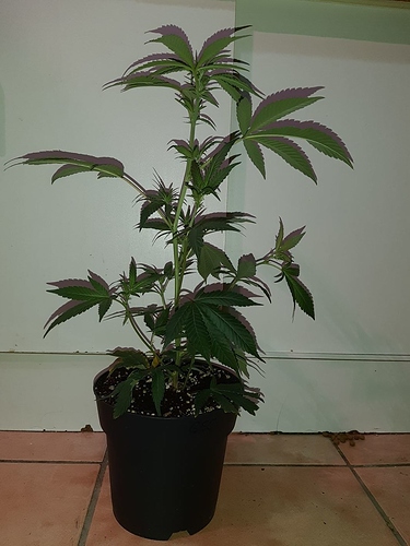 Growreport Bild 3