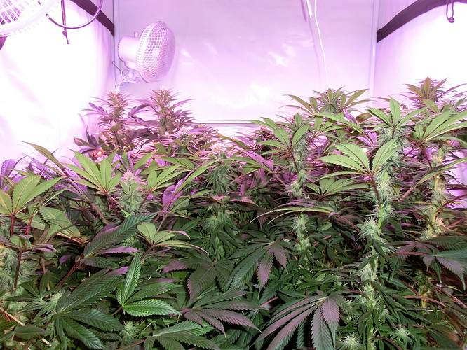 Growreport Bild 2