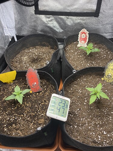 Growreport Bild 1