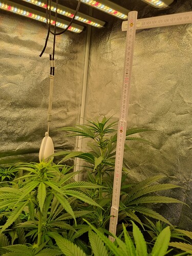Growreport Bild 27
