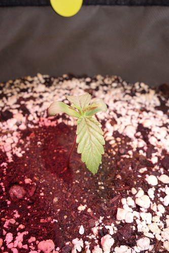 Ein junger Cannabis-Keimling mit zwei Keimblättern und den ersten echten Blättern, der aus Erde wächst.