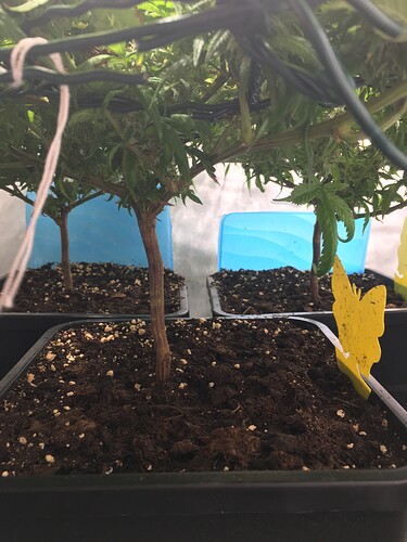 Growreport Bild 2
