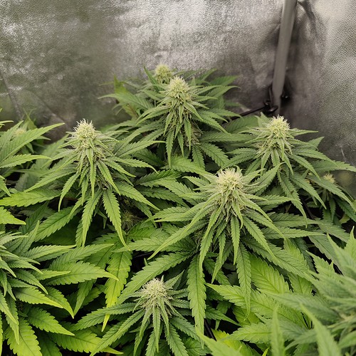 Growreport Bild 5