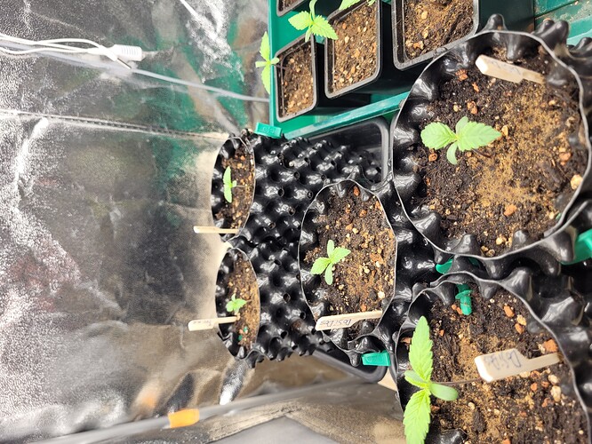 Growreport Bild 3