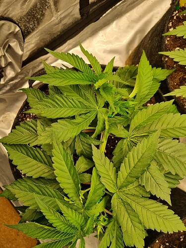 Growreport Bild 24