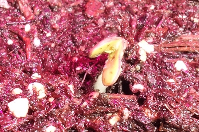 Growreport Bild 4