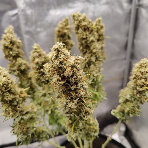 Growreport Bild 44