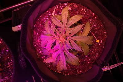 Eine junge Cannabispflanze in einem Stofftopf unter rotem und blauem LED-Licht. Ein kleines digitales Thermometer ist links im Bild zu sehen.