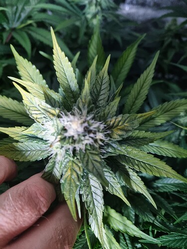 Growreport Bild 44