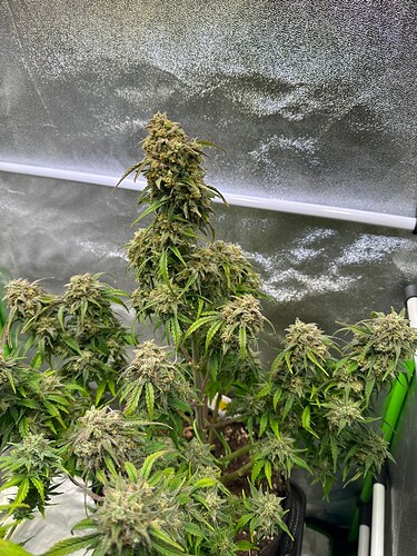 Growreport Bild 20