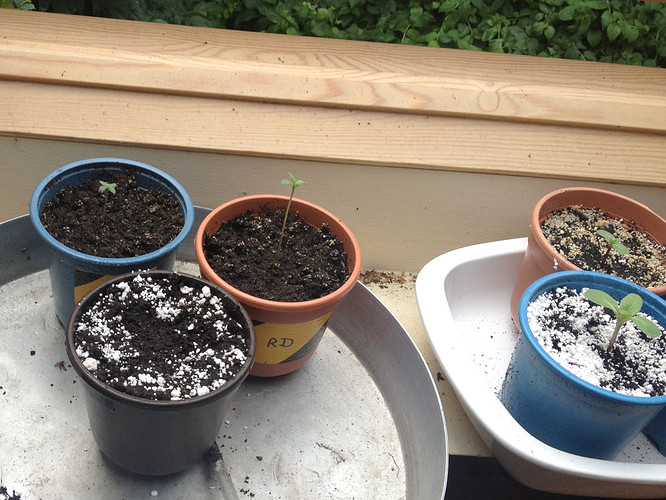 Growreport Bild 16