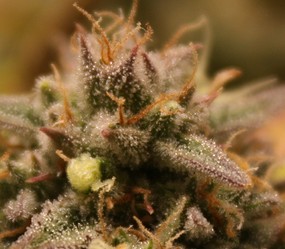 Growreport Bild 24