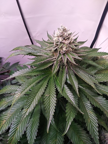 Growreport Bild 1