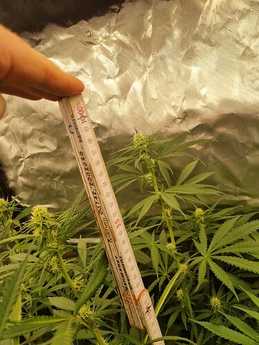 Growreport Bild 2