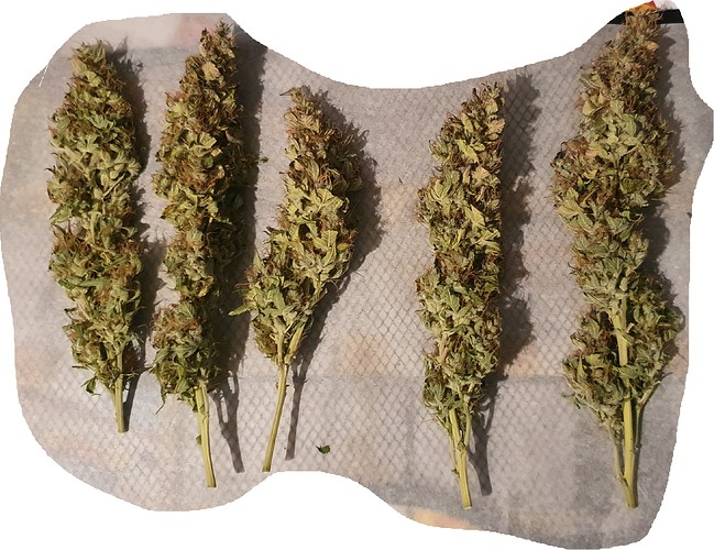 Growreport Bild 20