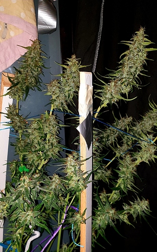 Growreport Bild 2