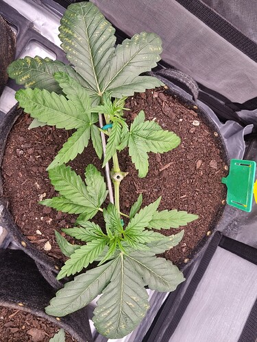 Growreport Bild 32
