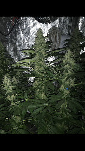 Growreport Bild 9