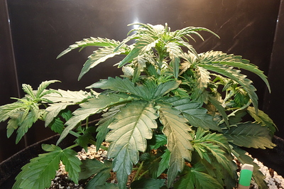 Growreport Bild 33