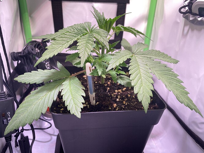 Growreport Bild 3