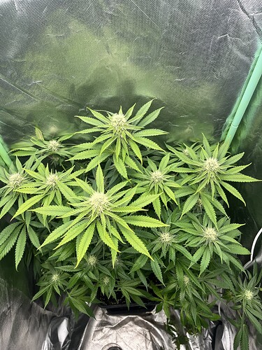 Growreport Bild 4
