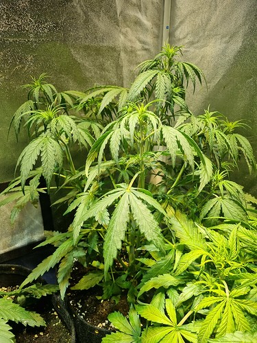 Growreport Bild 9