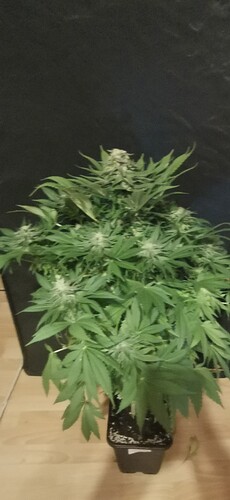 Growreport Bild 51