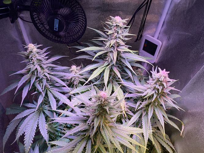 Growreport Bild 23