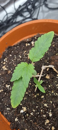 Growreport Bild 6