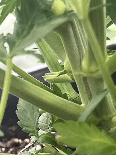 Growreport Bild 27